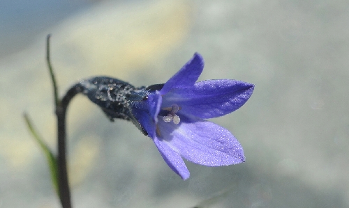 Campanula uniflora